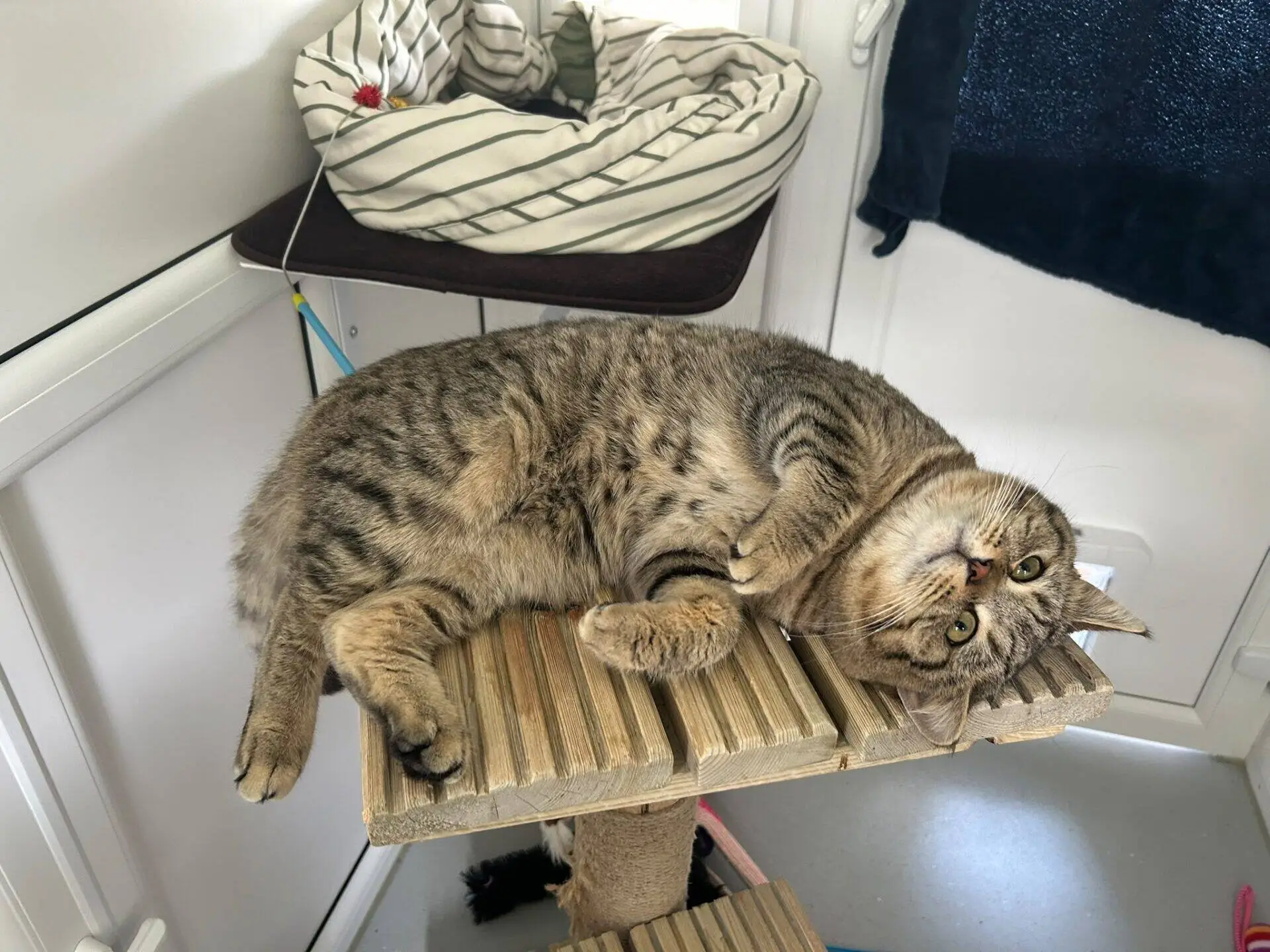 A tabby cat lies on its side atop a wooden cat tree, looking up with wide eyes. A striped cat bed with a toy and a dark towel are visible in the background.