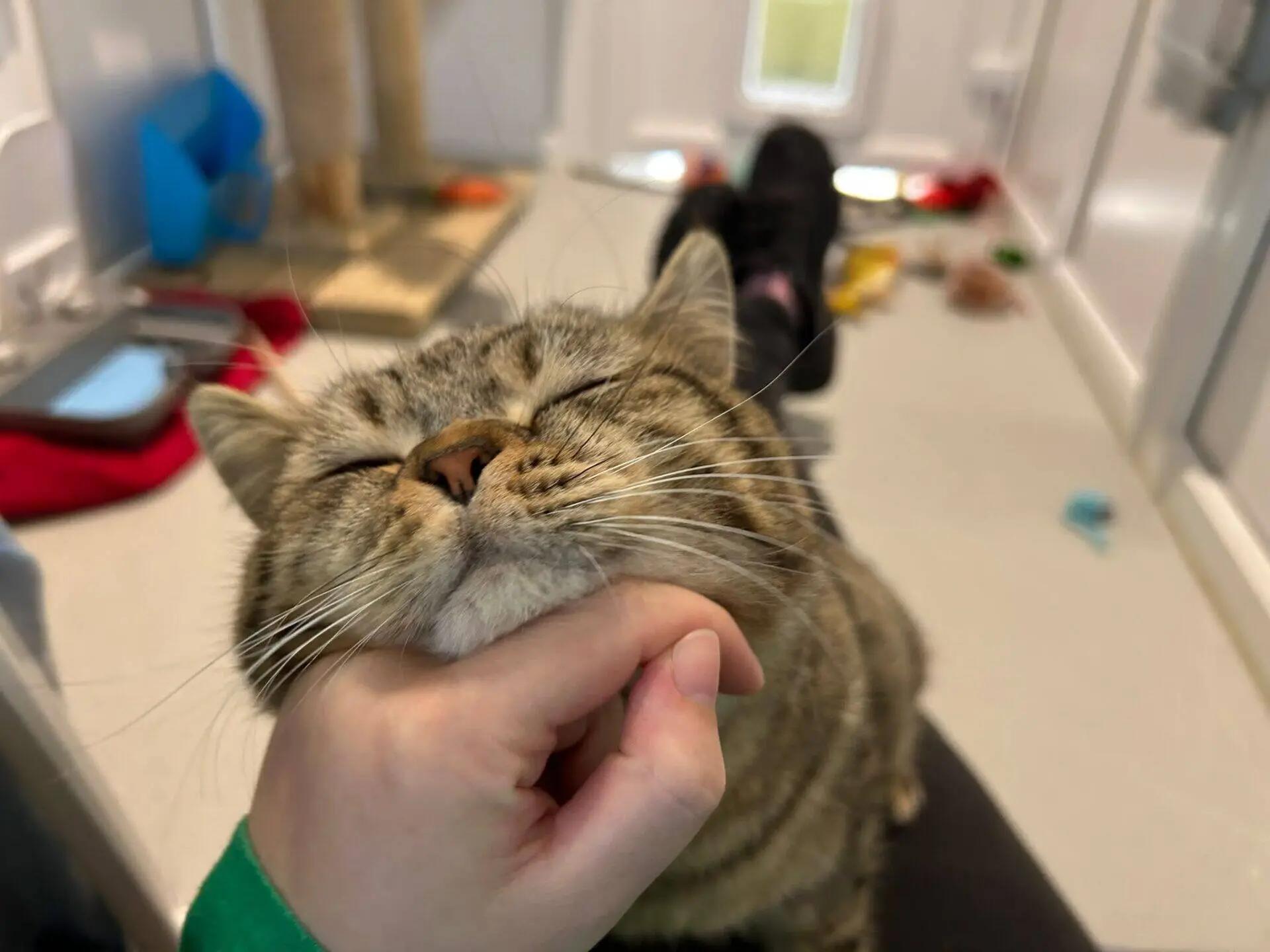 A person scratches a tabby cat’s chin, making the cat close its eyes and smile contentedly. The background shows a bright indoor space with cat toys and furniture.