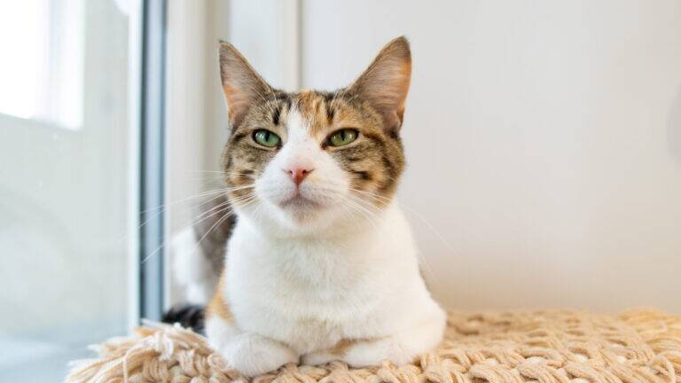 A cat with green eyes sits on a knitted beige blanket by a window, looking directly at the camera with a calm expression.