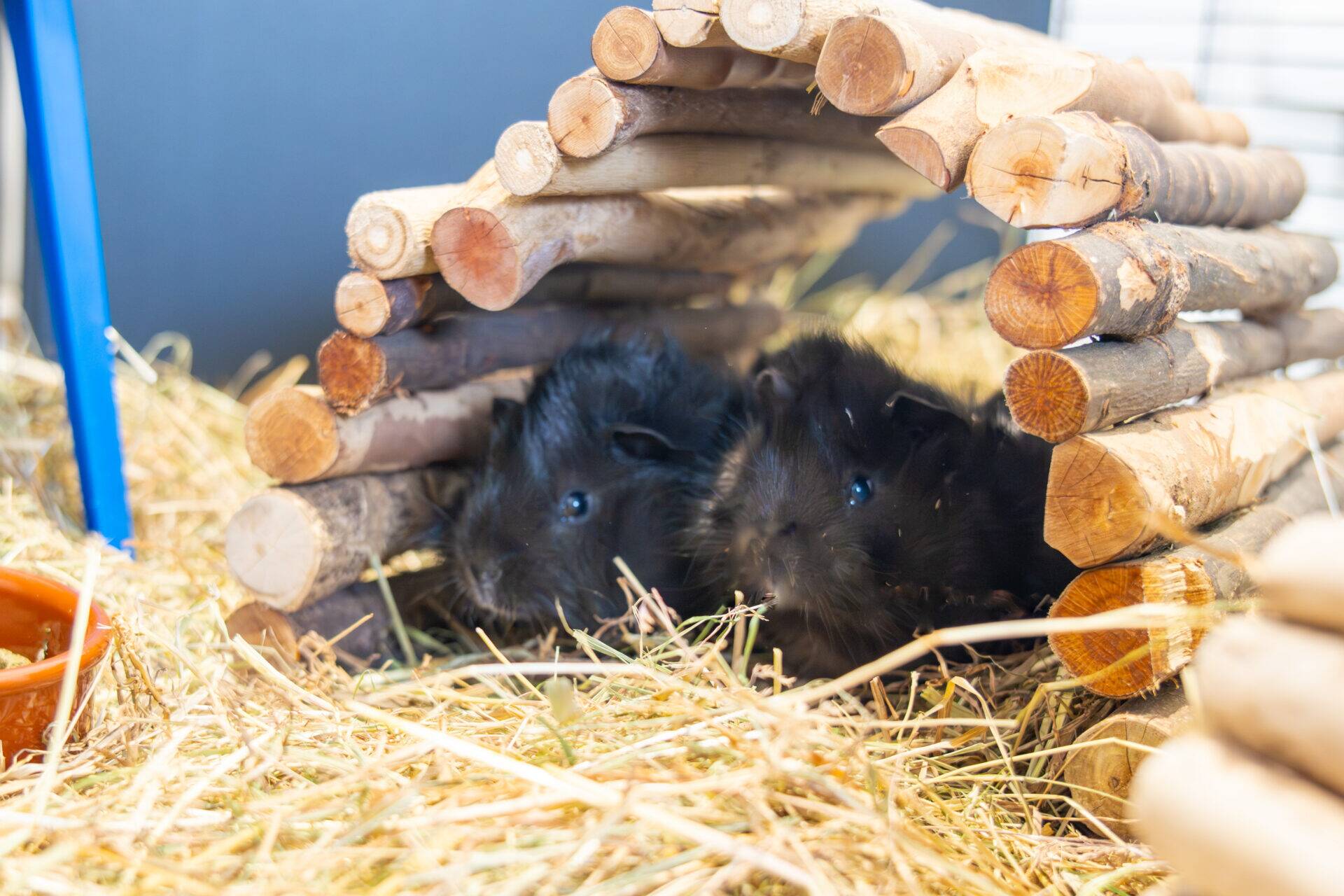 Two black guinea pigs sit on hay under a small shelter made of stacked wooden sticks in a cosy enclosure.