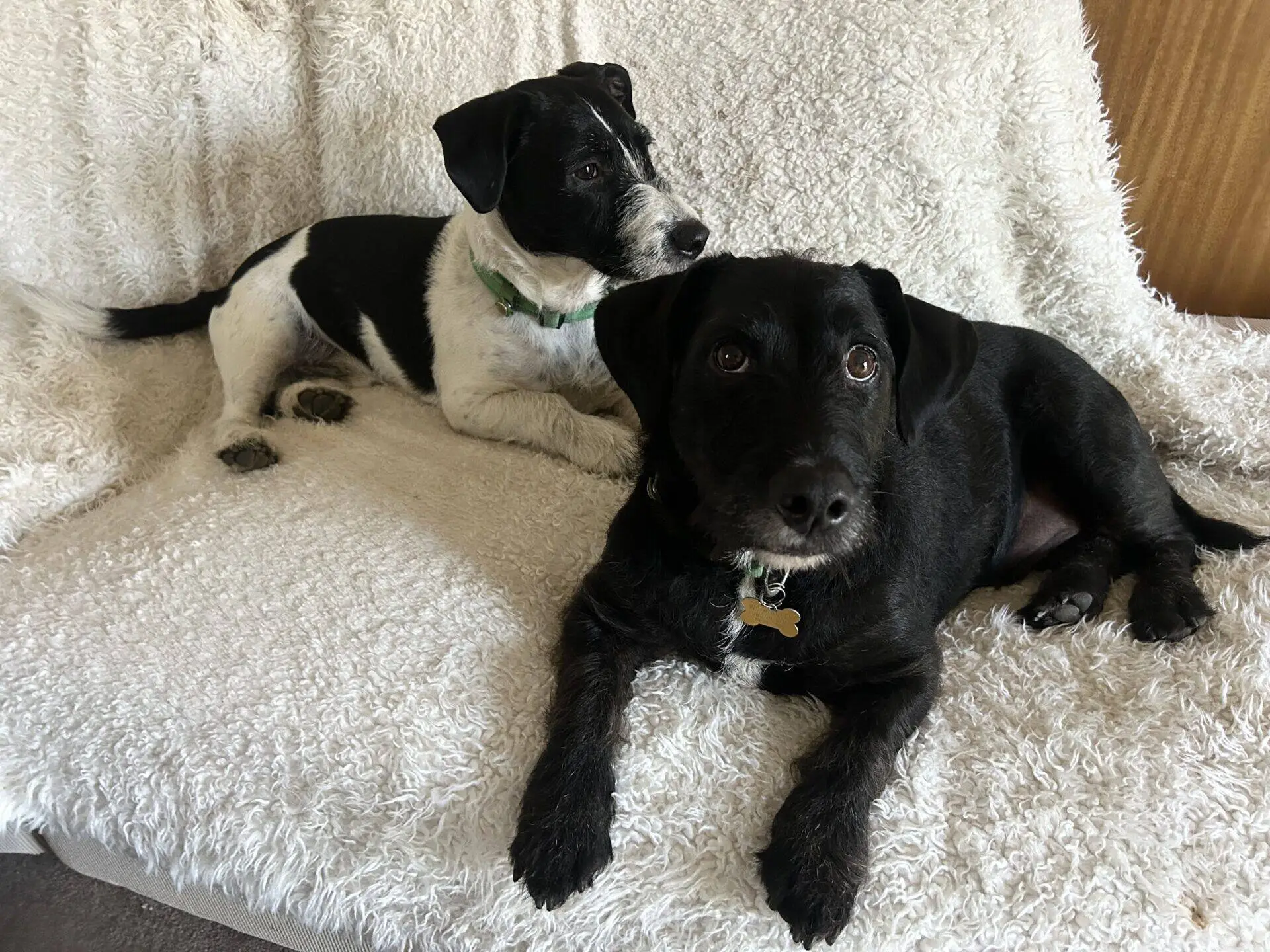 Two small dogs, one black with a white patch and one mostly white with black spots, are lying together on a fluffy cream-coloured blanket on a sofa, looking in different directions.