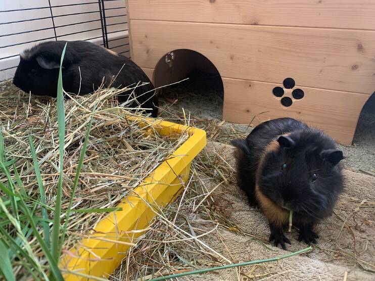 Two black and brown guinea pigs are in an enclosure, one eating grass on a towel and the other near a yellow hay tray beside a wooden hideout with paw print holes.