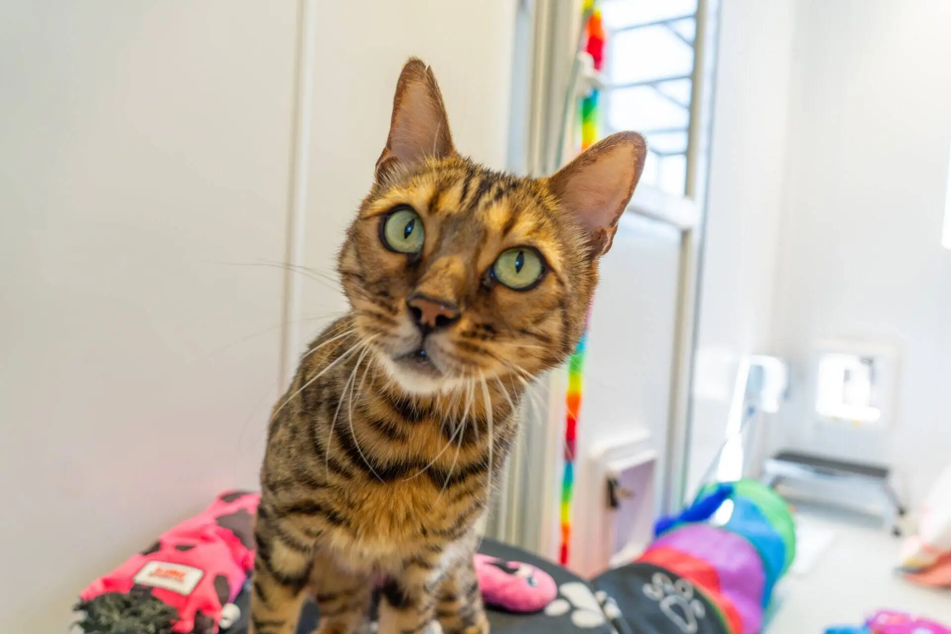 A brown and black striped cat with green eyes looks curiously at the camera, surrounded by colourful cat toys in a bright indoor room.