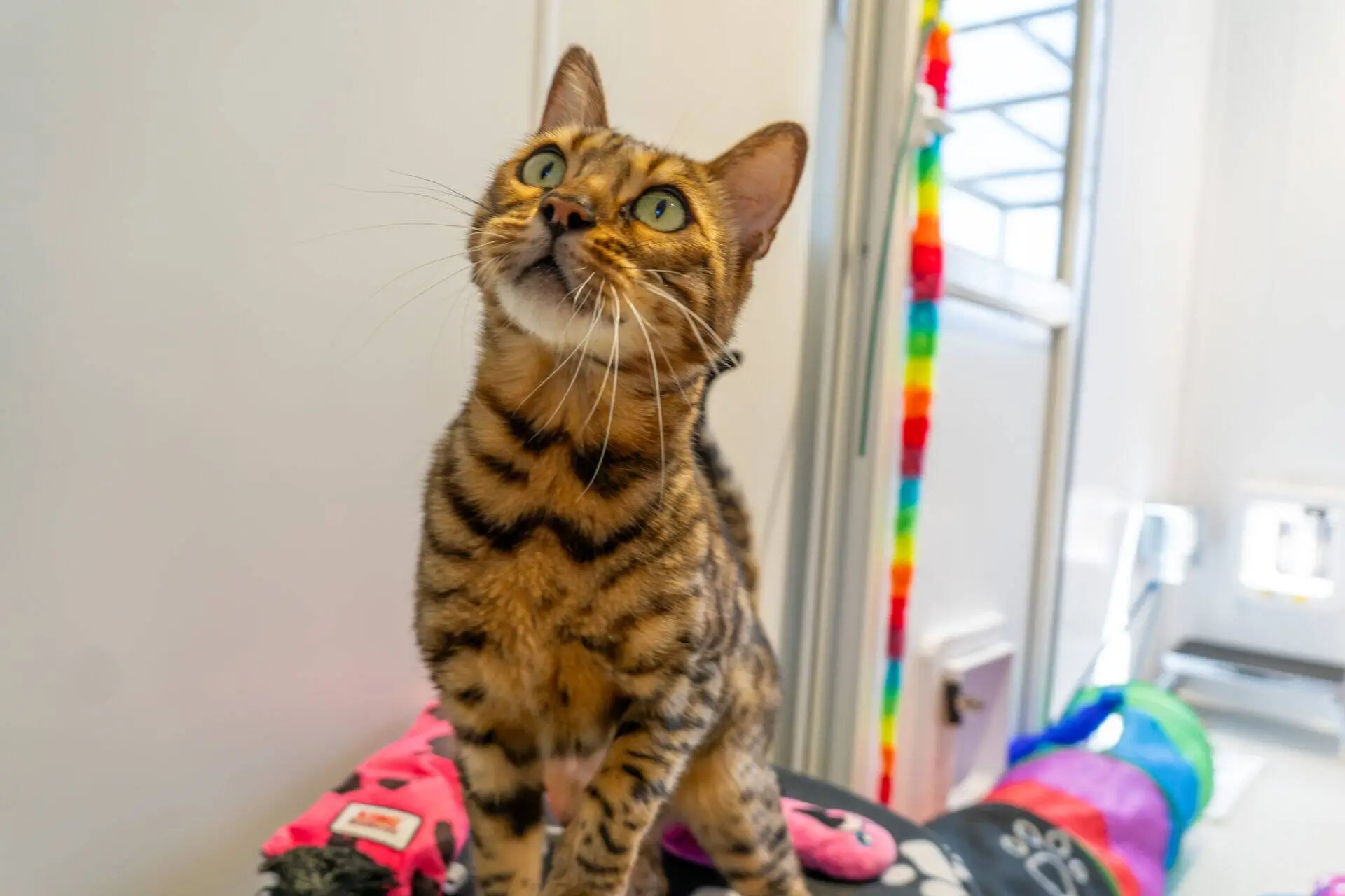 A brown and black striped cat with green eyes looks up, sitting indoors near colourful toys and a rainbow-striped object in a bright room.