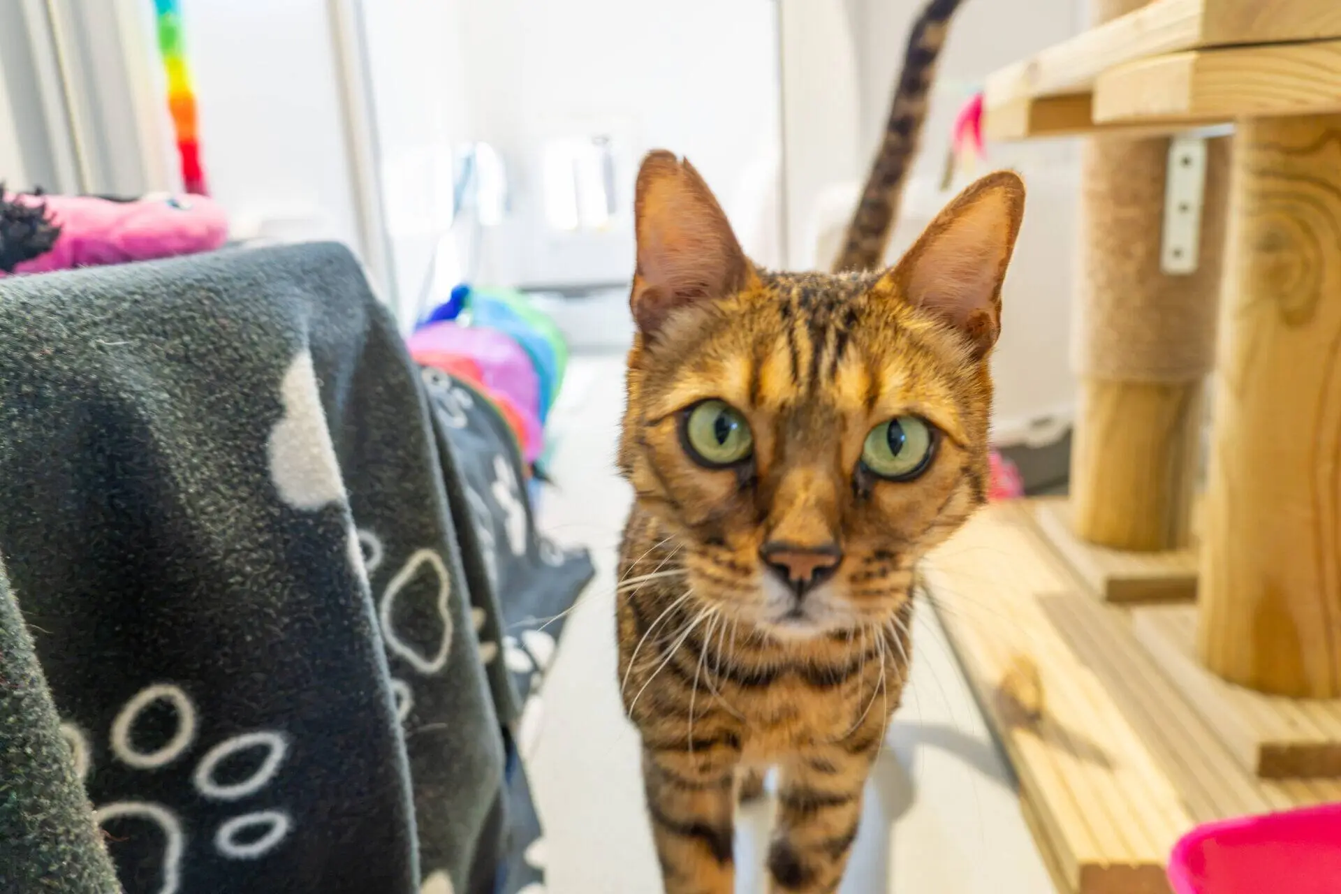 A brown and black striped cat with green eyes stands indoors near a cat tree and a blanket with paw prints, looking directly at the camera.