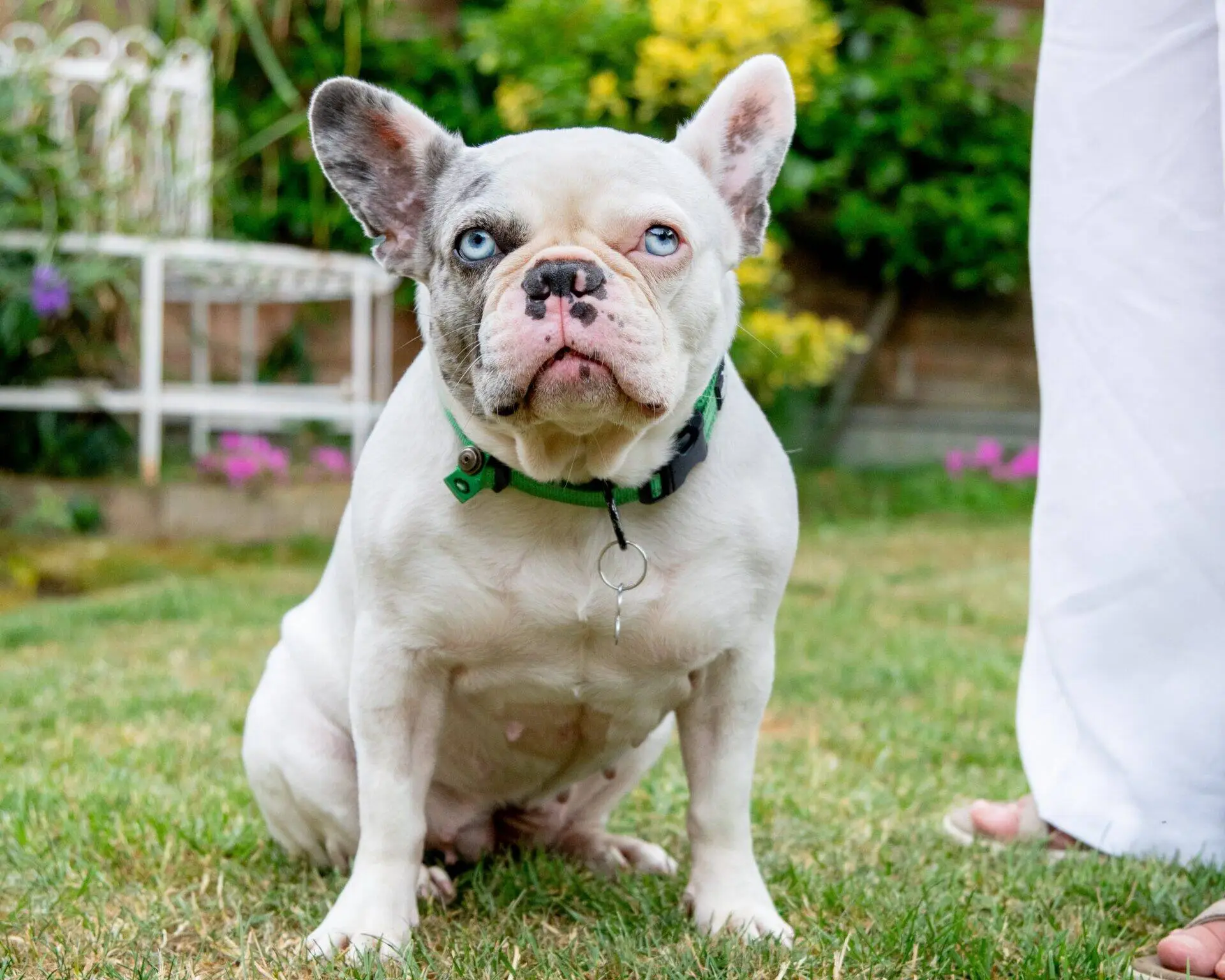 A white and grey French Bulldog with heterochromia sits on grass, looking up. Someone in white trousers stands nearby. Garden plants and a white metal bench are in the background.