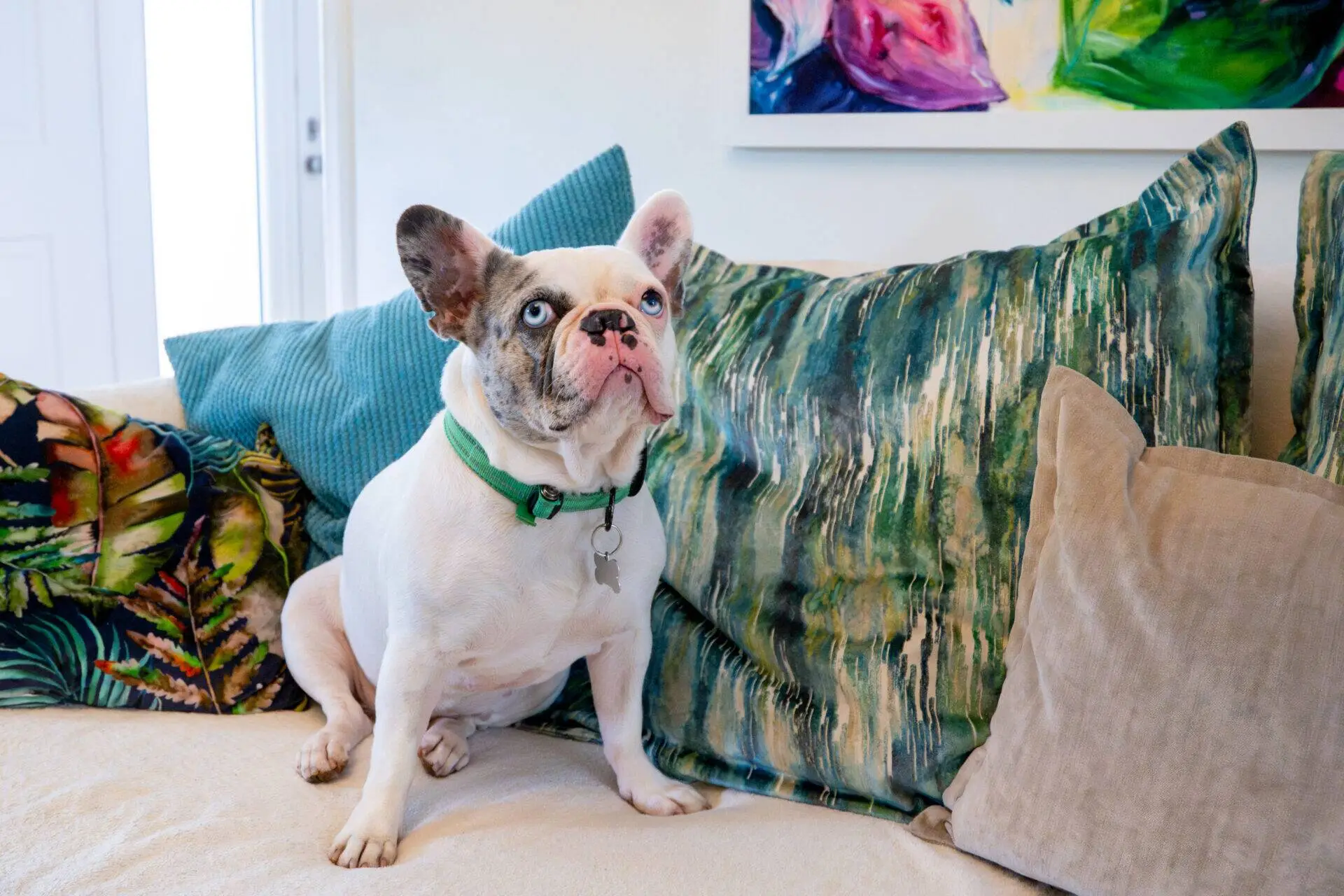 A white French Bulldog with a green collar sits on a sofa, surrounded by colourful, patterned cushions and abstract art hanging on the wall behind.