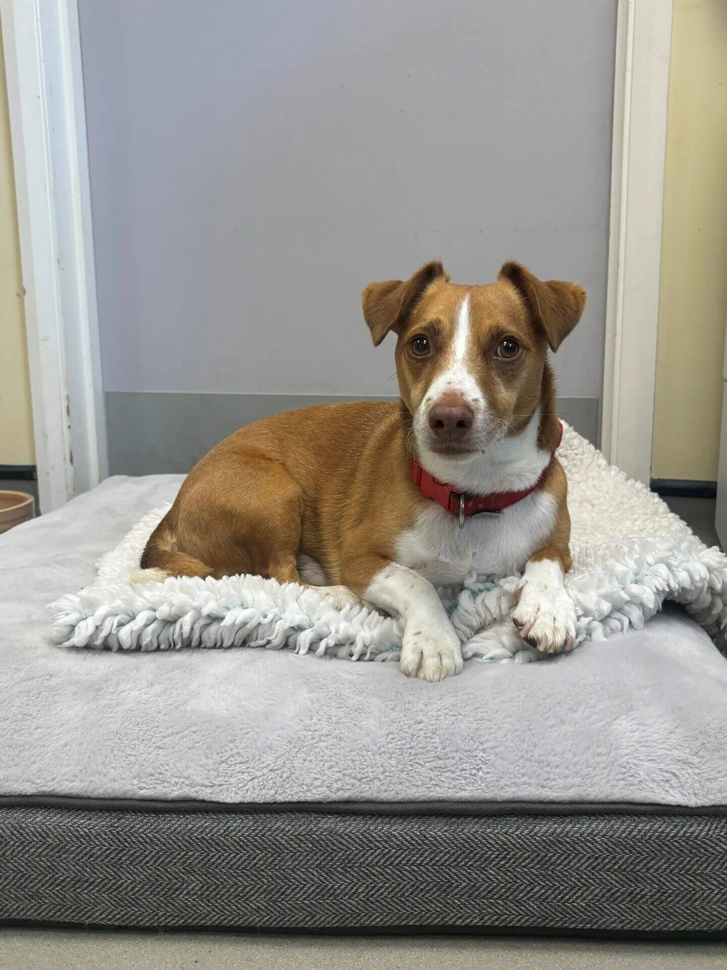 A small brown and white dog with a red collar lies on a grey dog bed, looking at the camera. The background includes a light-coloured wall and a closed door.