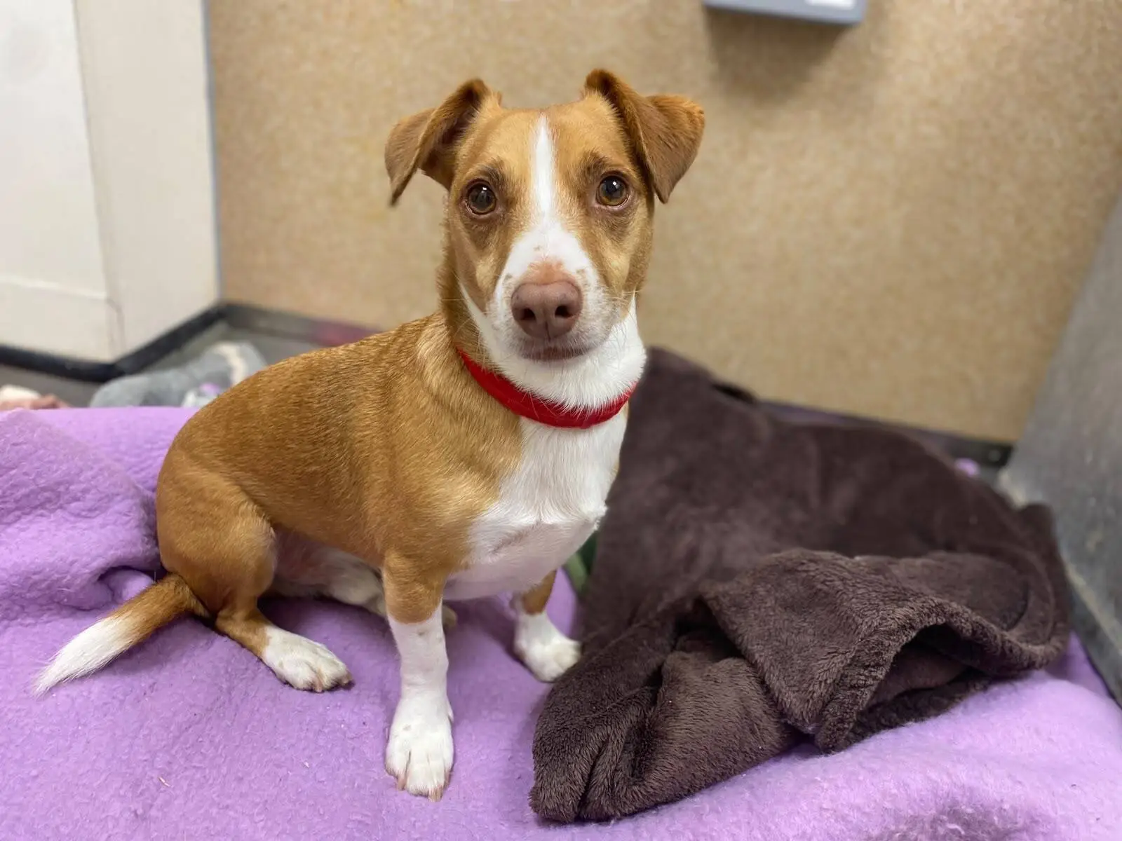 A small brown and white dog with a red collar sits on a purple blanket next to a brown blanket, looking up with alert ears in an indoor setting.