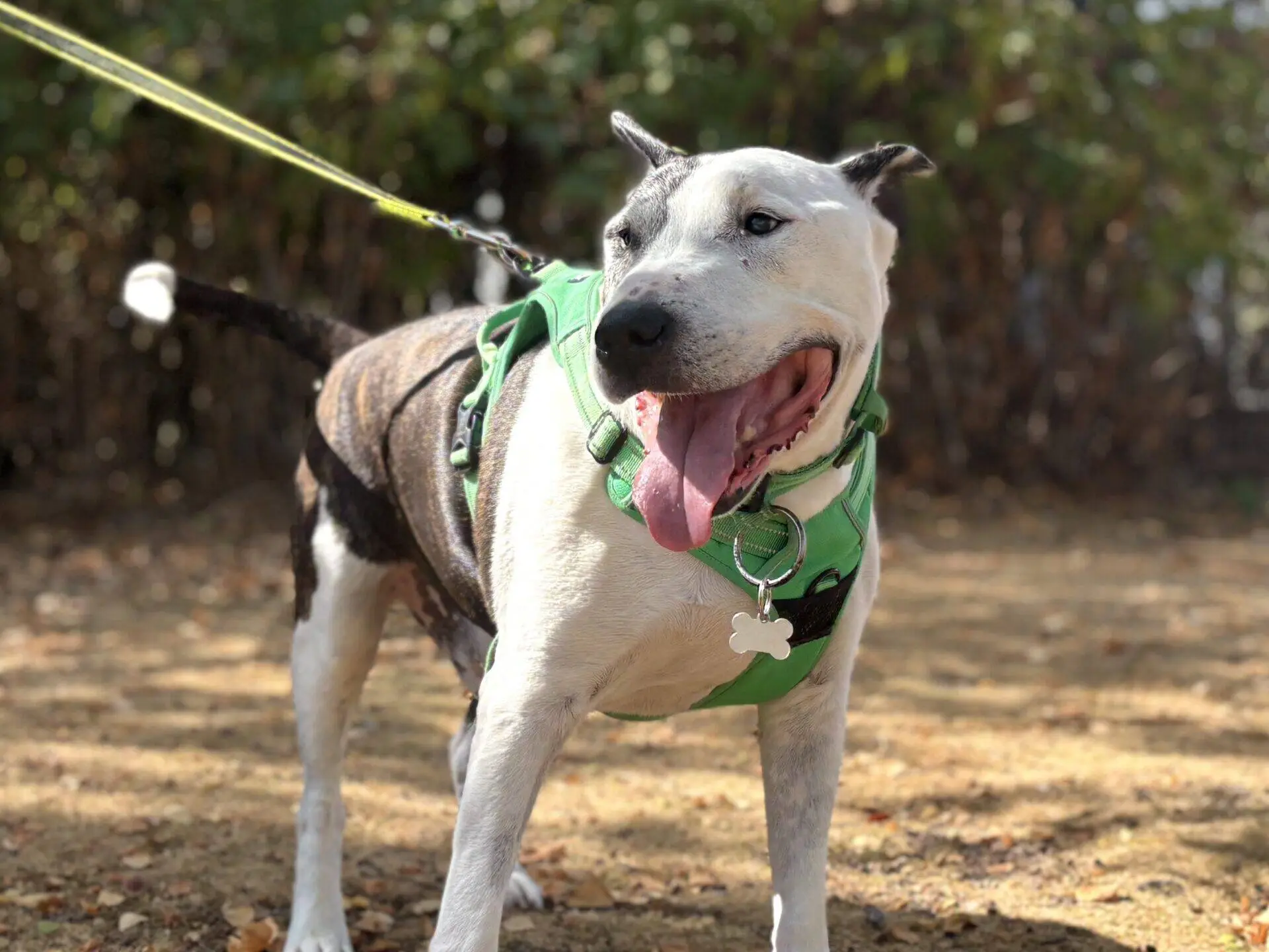 A happy English Bull Terrier with a black and white coat stands outdoors on a lead, wearing a green harness. The dog’s mouth is open, tongue out, and it appears to be enjoying a sunny day in a natural setting.