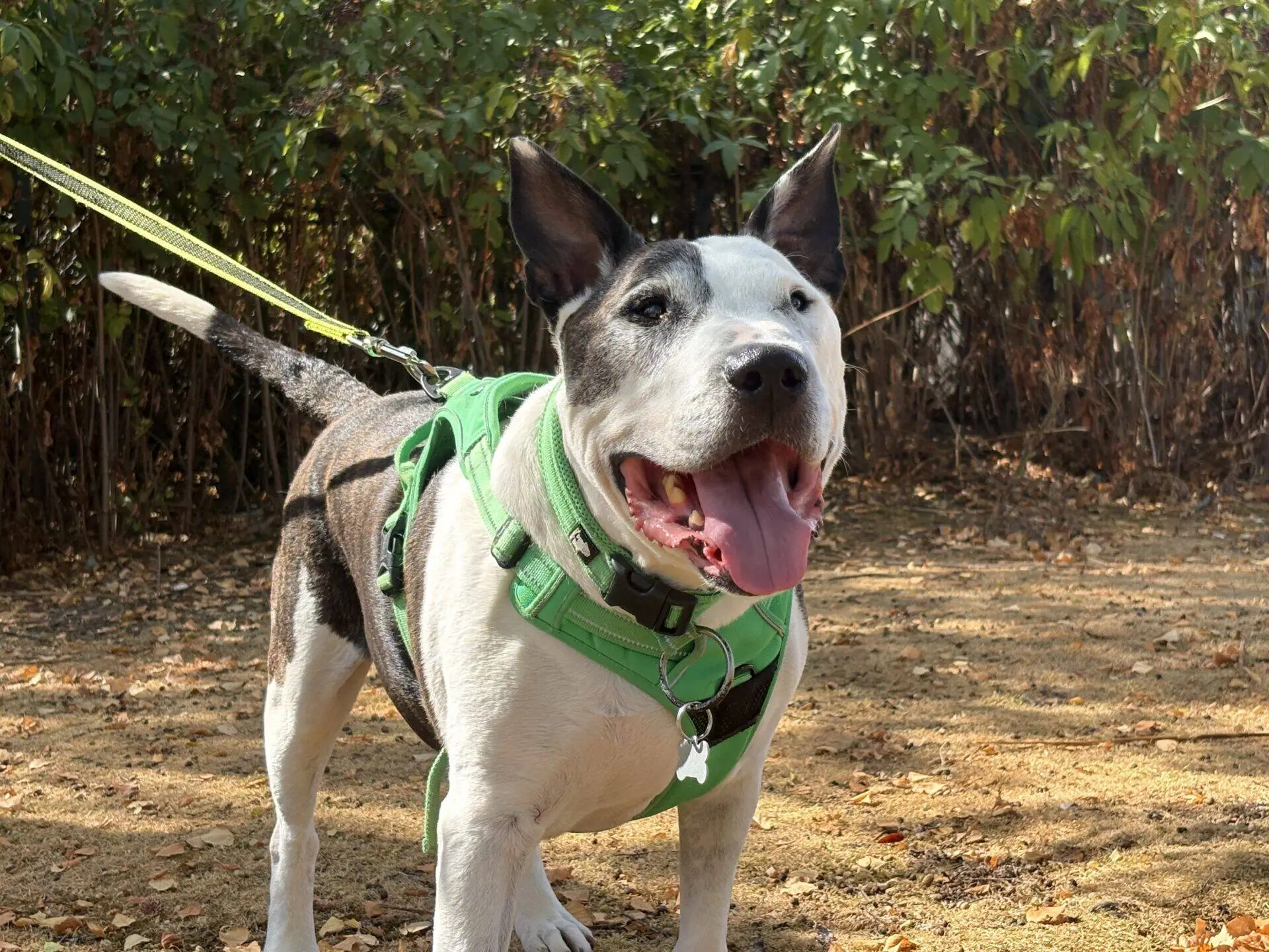 A happy black and white English Bull Terrier wearing a green harness stands on a dirt path with its tongue out, surrounded by leafy bushes.