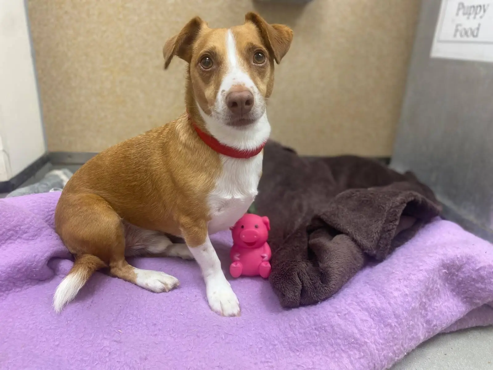 A brown and white dog with a red collar sits on a purple blanket next to a pink pig toy in a cosy room.