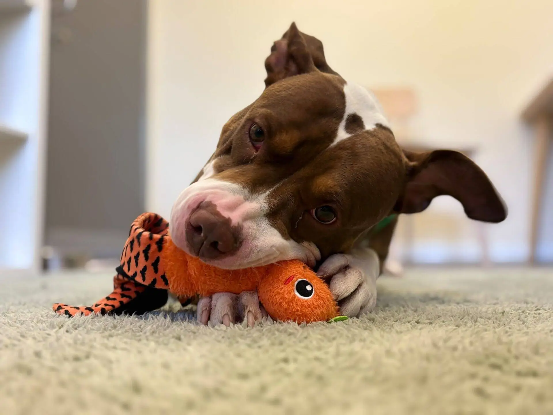 Brown and white dog lying on a carpeted floor, playfully chewing on an orange plush toy shaped like a lizard. The background is softly blurred.