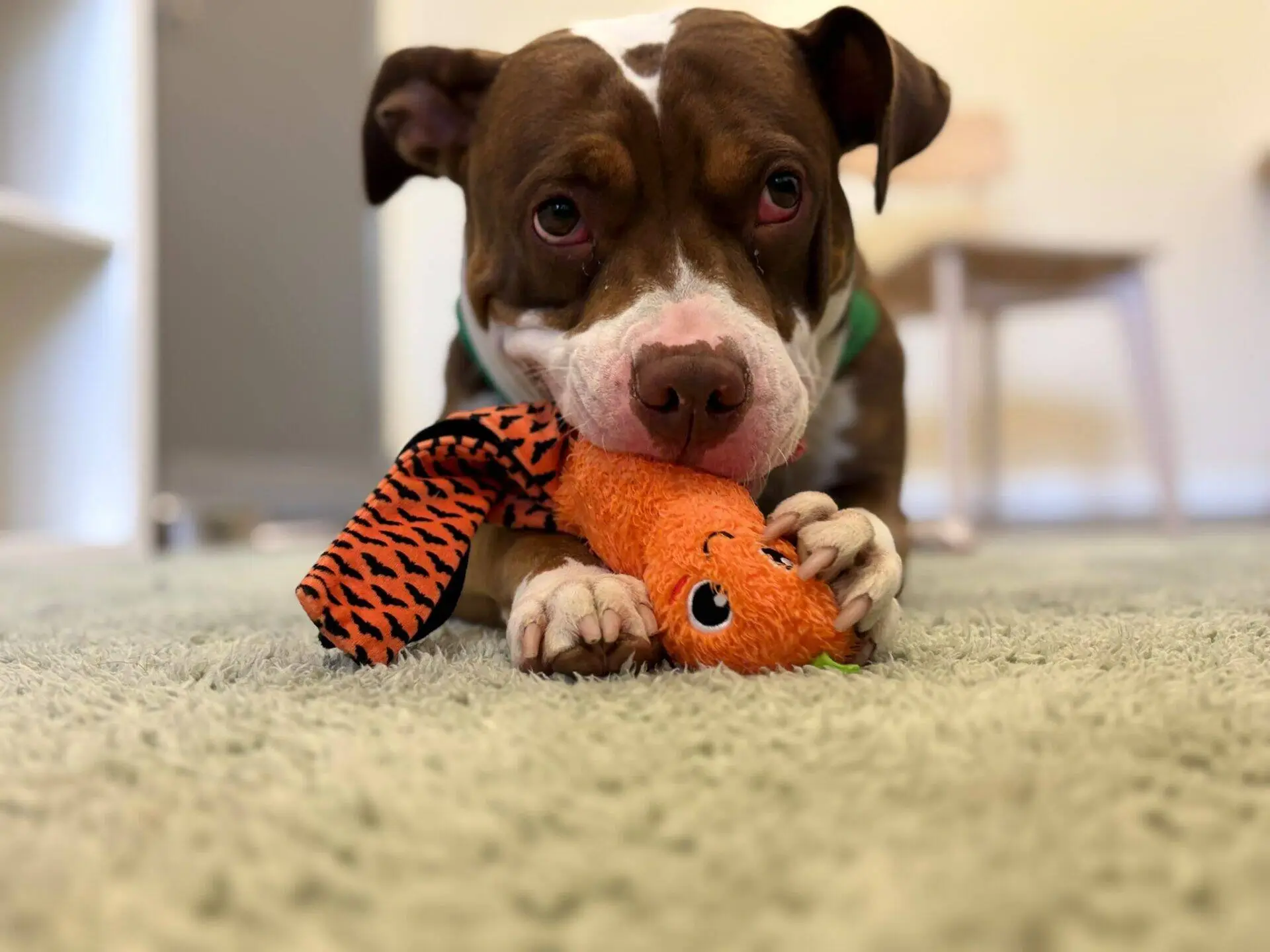 A brown and white dog lies on a carpet, holding an orange and black plush toy in its mouth, looking up with wide eyes.