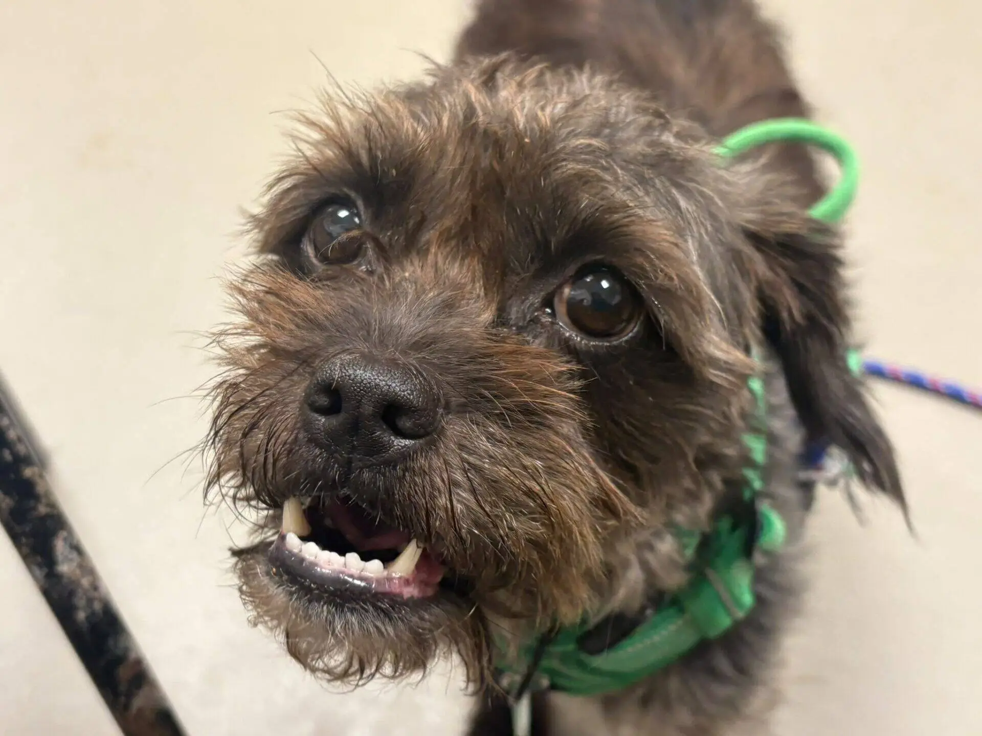 A scruffy brown dog with big eyes and a green harness looks up, mouth slightly open, showing its teeth.