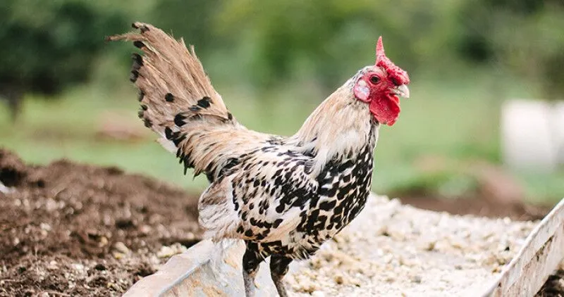 Chicken outside