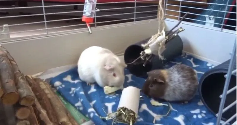 Ginea pigs playing in their cage