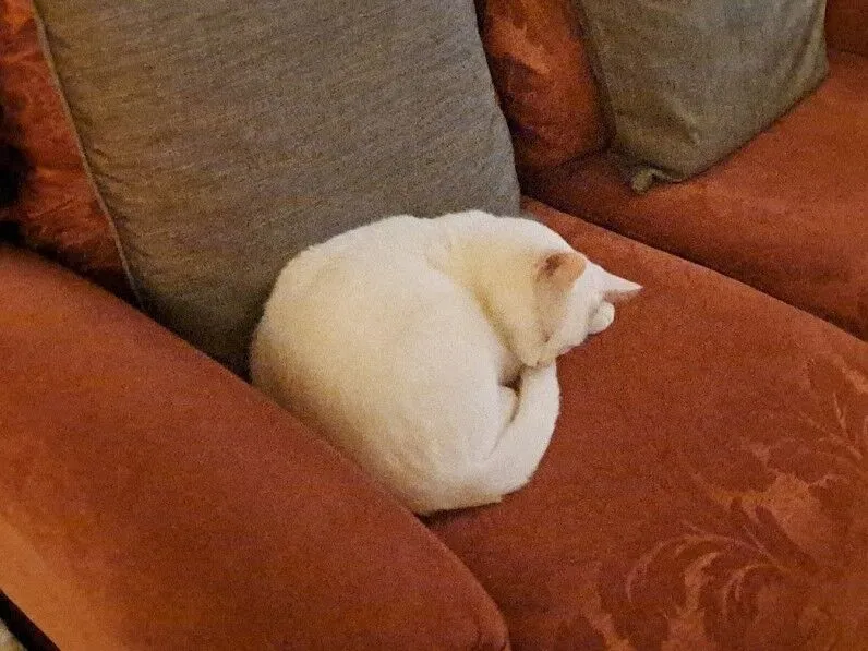 A white cat is curled up and sleeping on a reddish-brown sofa, next to a gray cushion.
