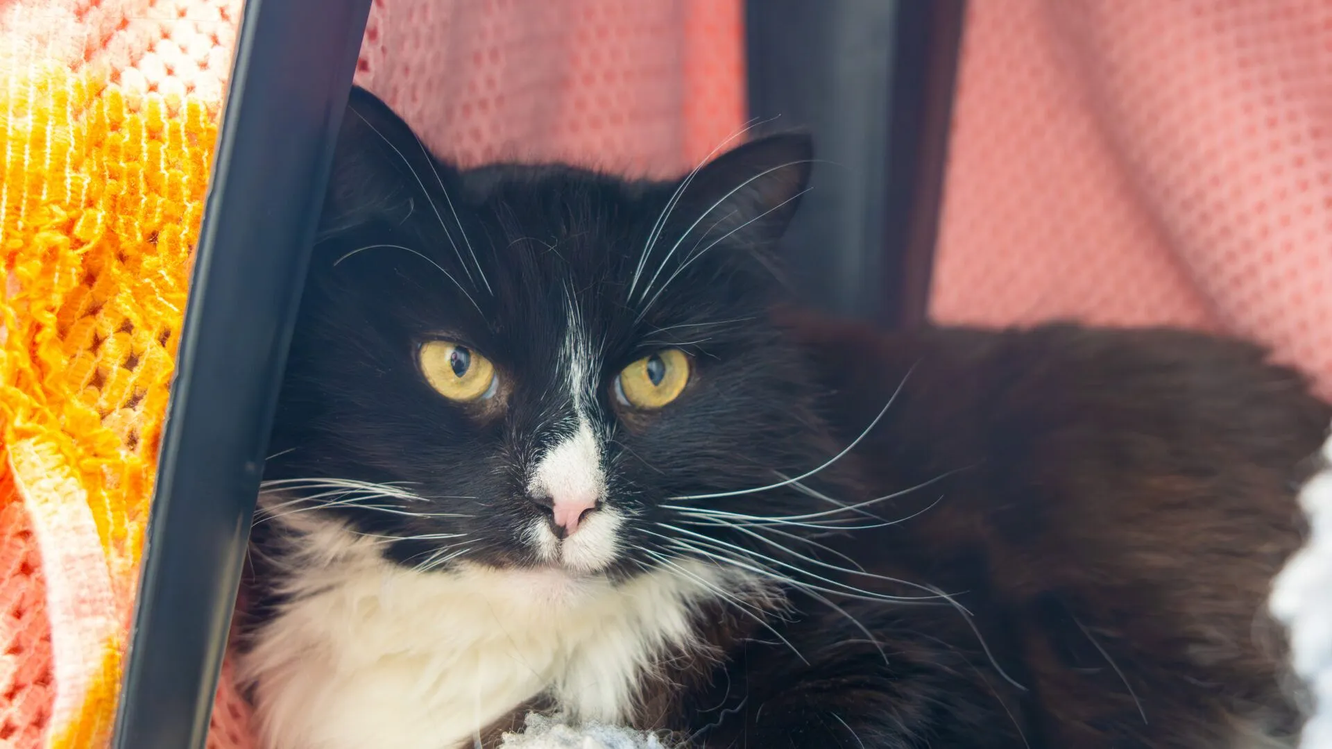 A black and white cat with yellow eyes lies comfortably under a pink blanket, looking directly at the camera. Its long whiskers and soft fur are prominent in the close-up image.
