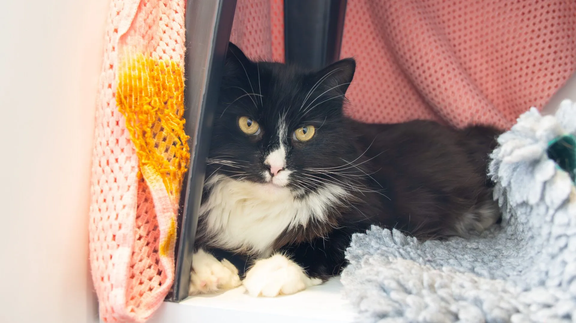 A black and white cat with yellow eyes lies inside a cosy space, surrounded by a pink knitted blanket and a grey furry mat, looking directly at the camera.