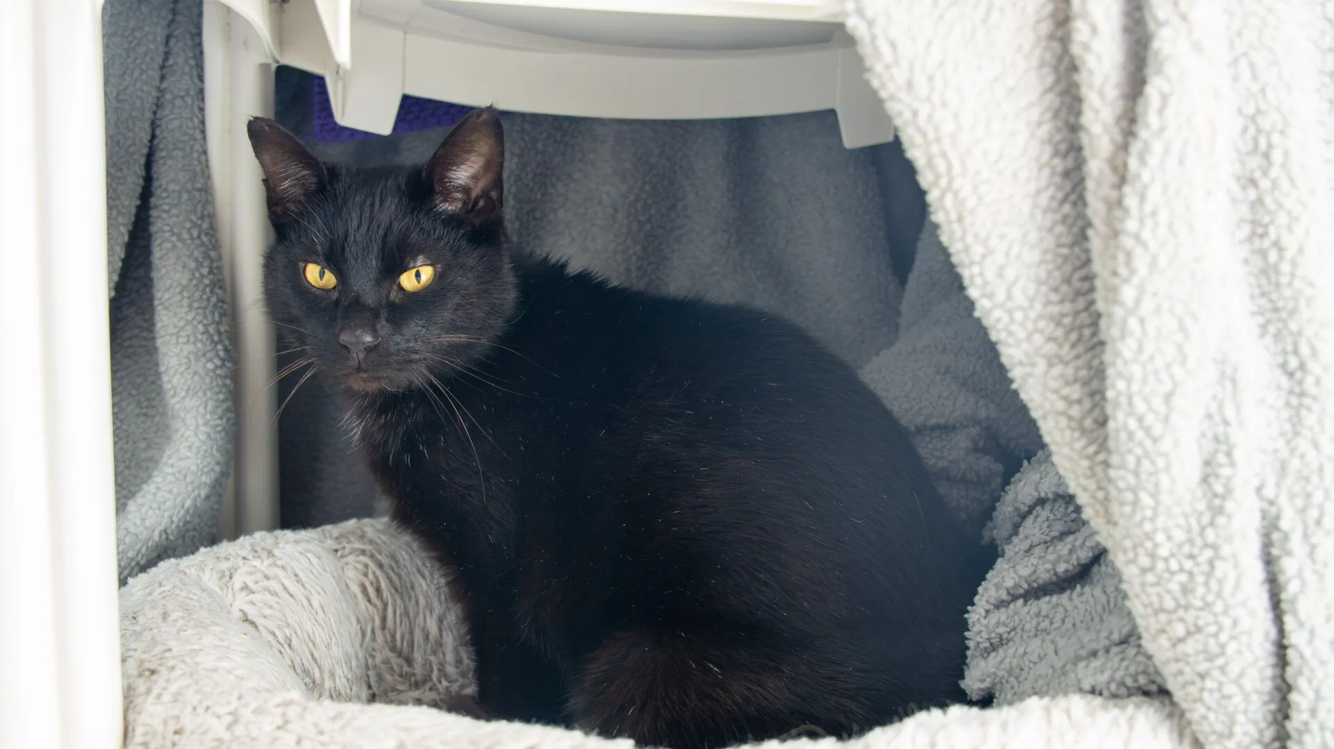 A black cat with yellow eyes sits on a soft, light grey blanket inside a cosy, enclosed space made from blankets draped over furniture.