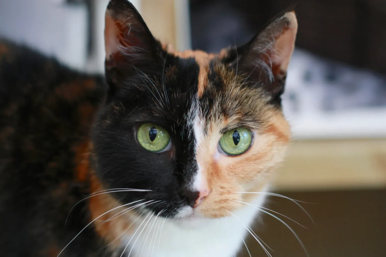 Blodwyn the cat