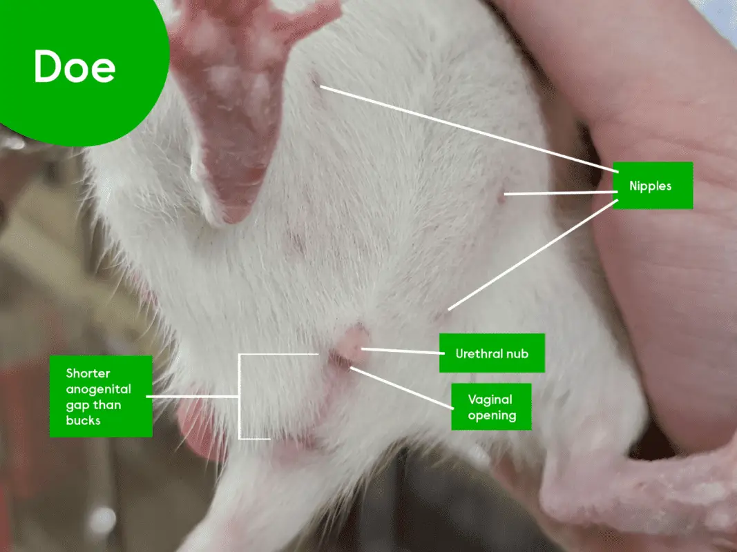 Close-up of a person holding a small animal, labelled Doe, showing anatomical features including teats, urethral nub, vaginal opening, and shorter anogenital gap.