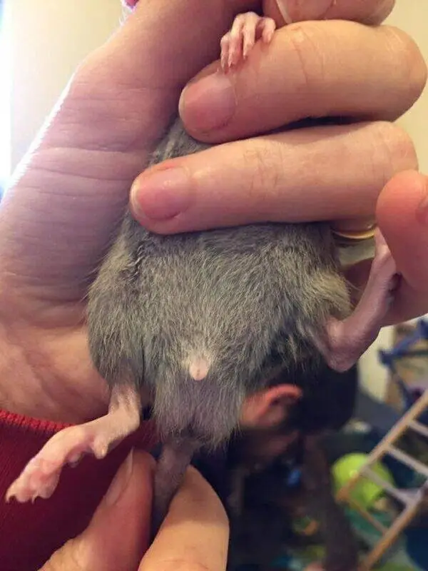 A person holds a buck rat at four and a half weeks old, showing its belly and legs. The animal’s genitals are visible for sex identification, whilst the person’s fingers gently support the young rodent.