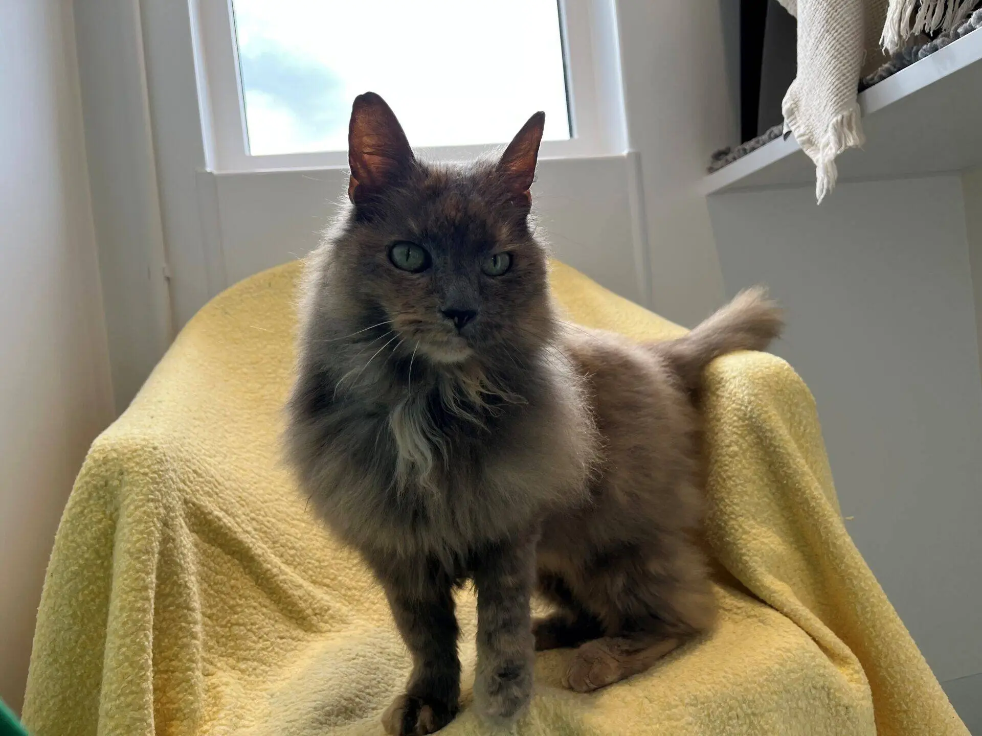 A fluffy grey cat with green eyes sits on a yellow blanket draped over a chair, with natural light coming from a window behind it.