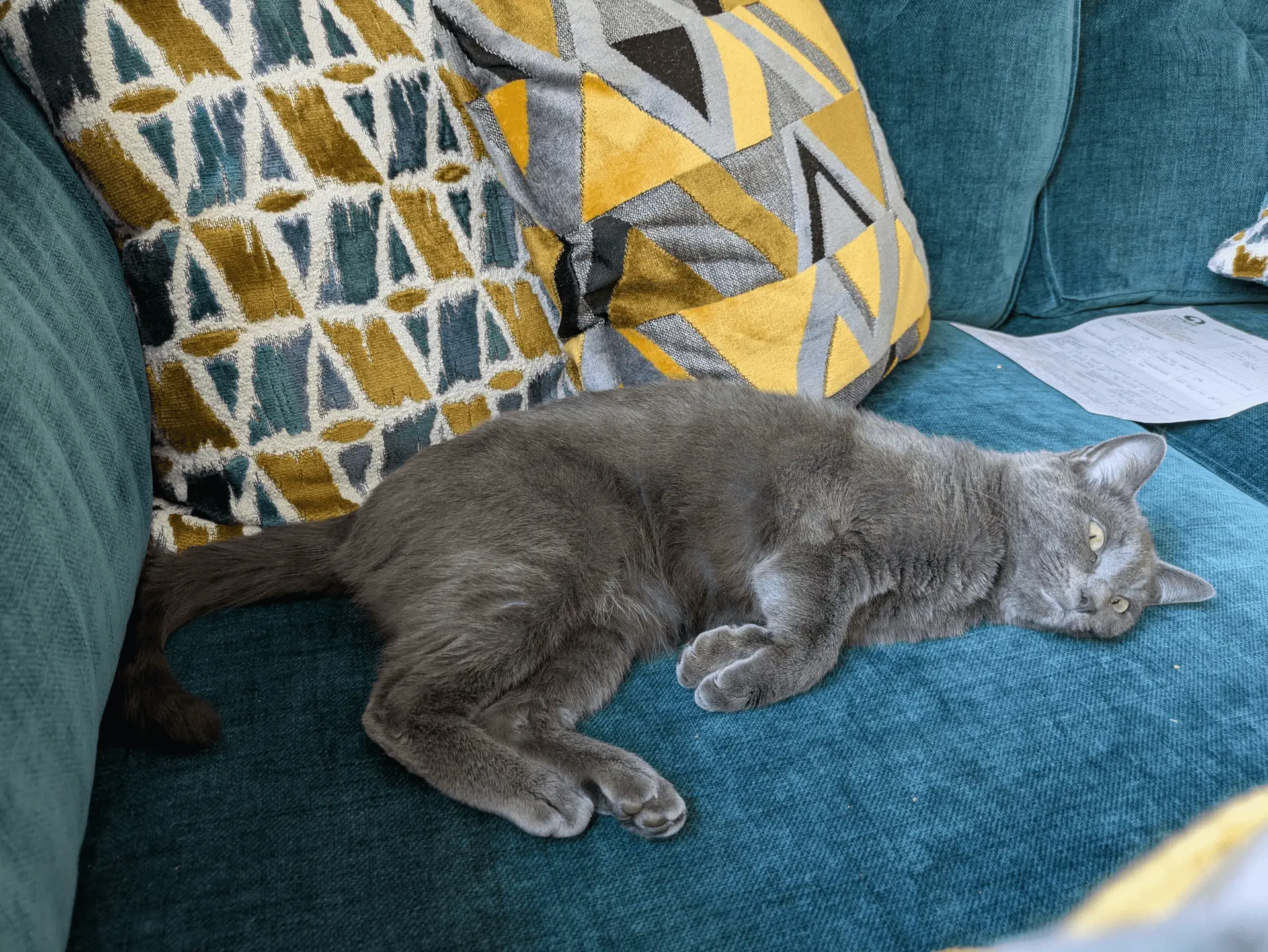 A grey cat with green eyes lies relaxed on a teal sofa, surrounded by colourful geometric-patterned yellow and teal cushions. A piece of paper is visible on the sofa near the pillows.