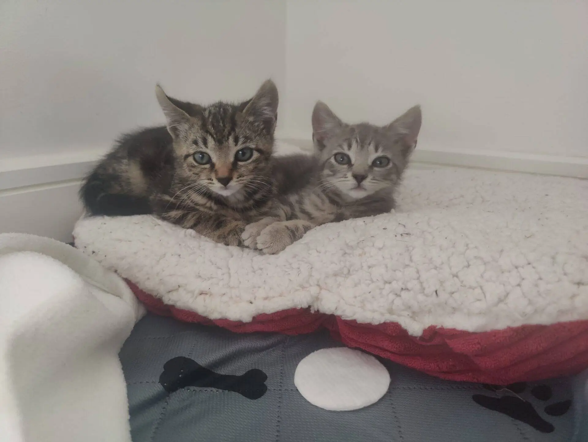 Two small kittens, one tabby and one grey, lie close together on a fluffy white and red pet bed. They look towards the camera, with a grey pet mat featuring paw prints below them.