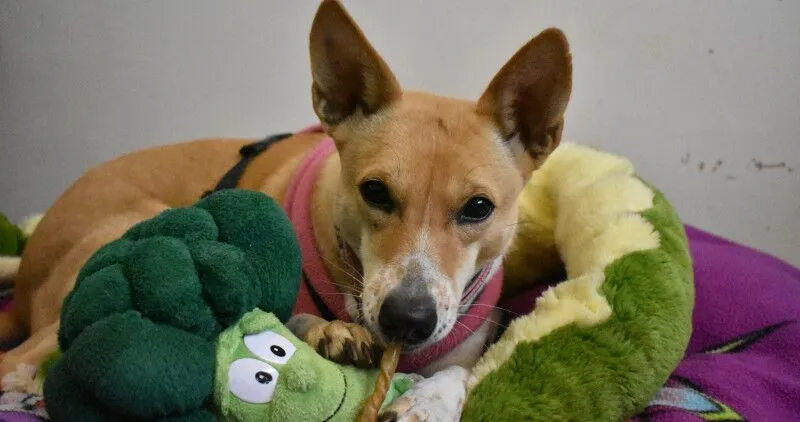 A dog sitting in a dog bed