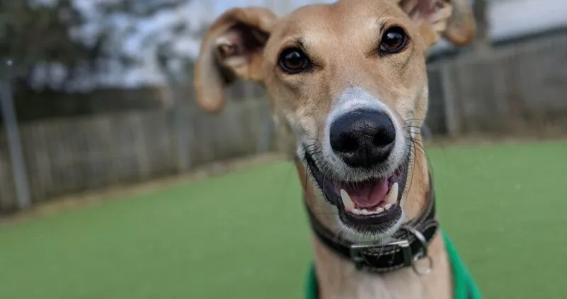 A close up image of a tanned dog
