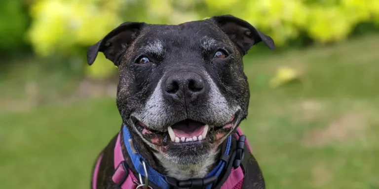 black staffy smlining