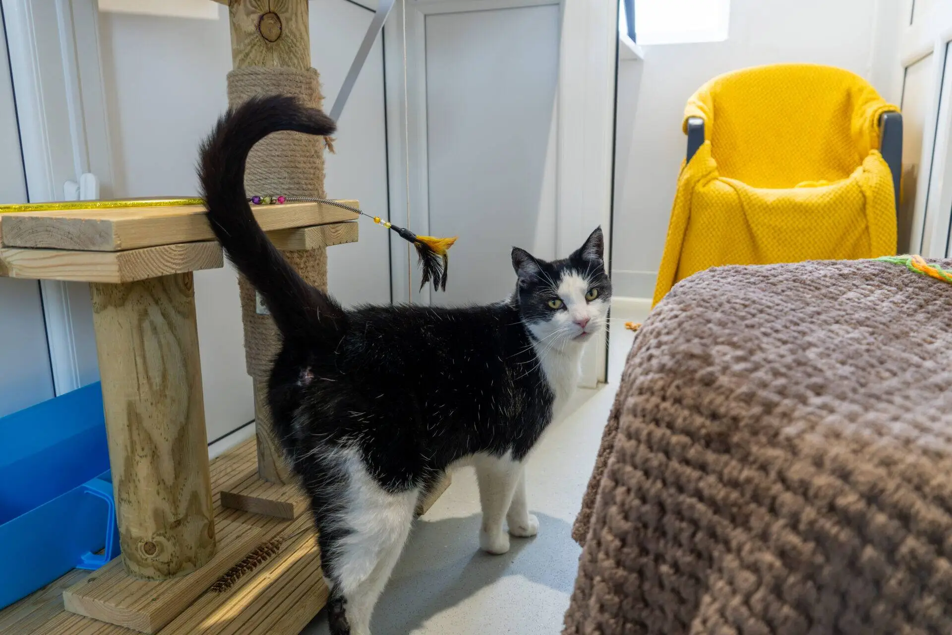 A black and white cat stands in a cosy room with a yellow chair, a brown textured blanket, and a scratching post, looking back towards the camera.