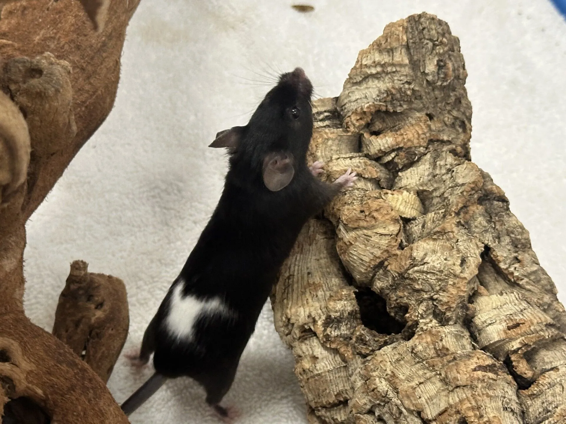 A black mouse with a white patch on its back stands on its hind legs, climbing a piece of textured wood. The mouse explores the white surface with curiosity and agility.