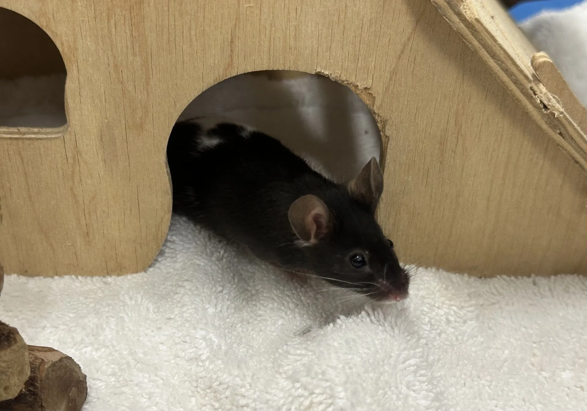A curious mouse peeks out from the arched entrance of a wooden house onto a soft white towel.