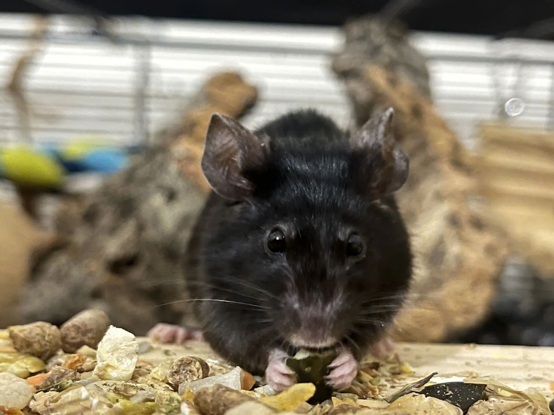 A black mouse sits on a ledge and eats, holding food with its front paws. The background is blurred, showing parts of its enclosure.