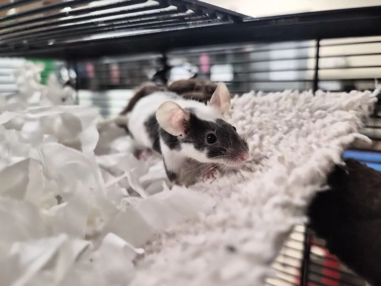A black and white mouse stands on a textured white hammock inside a cage, surrounded by shredded paper bedding and metal bars in the background.