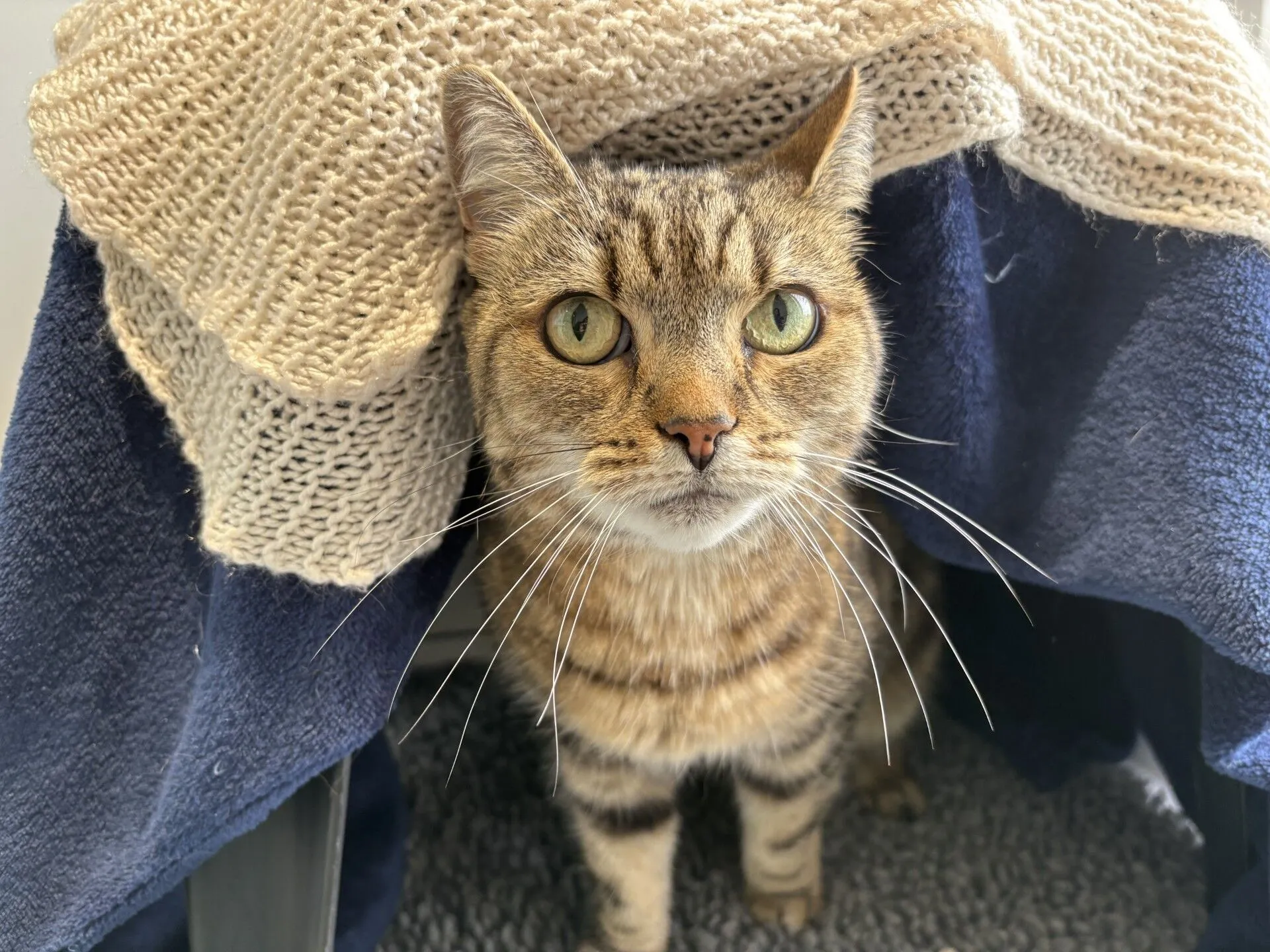 A tabby cat with green eyes sits under a makeshift tent made of a beige knitted blanket and a blue towel, looking up at the camera with curiosity.