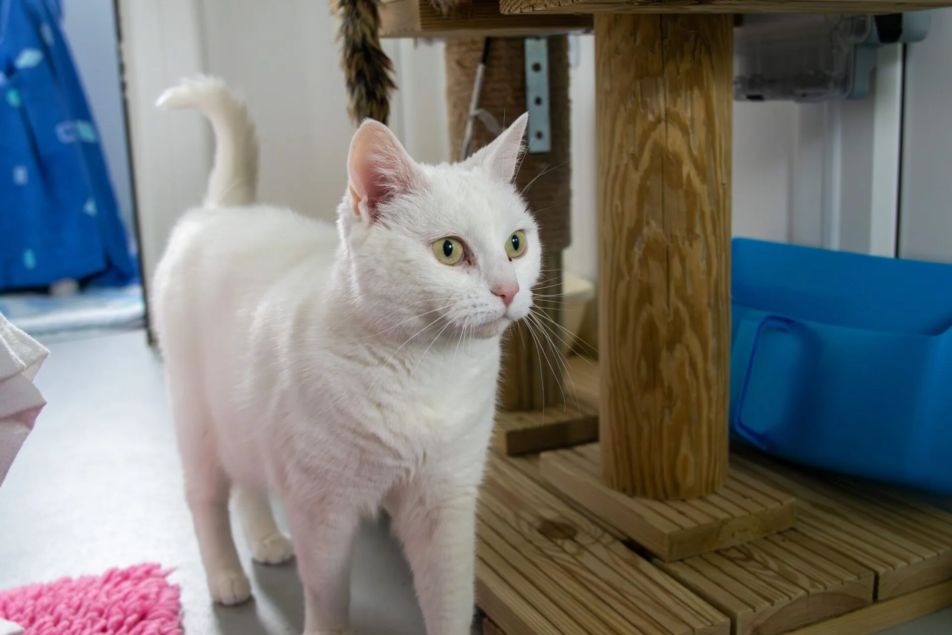A white cat with green eyes stands alert next to a wooden cat tree in a room with blue and pink accents.