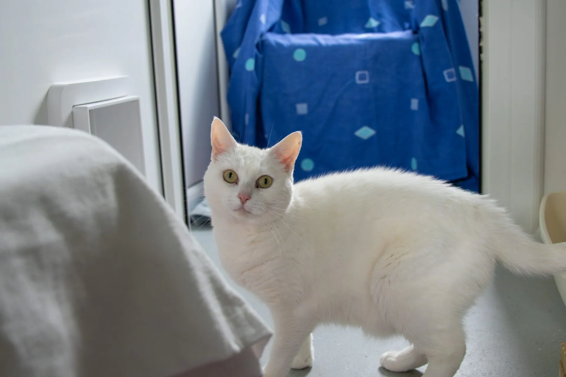 A white cat with green eyes stands indoors on a grey floor, looking towards the camera. In the background, a blue patterned fabric covers a chair or object. Part of a white object is visible in the foreground.