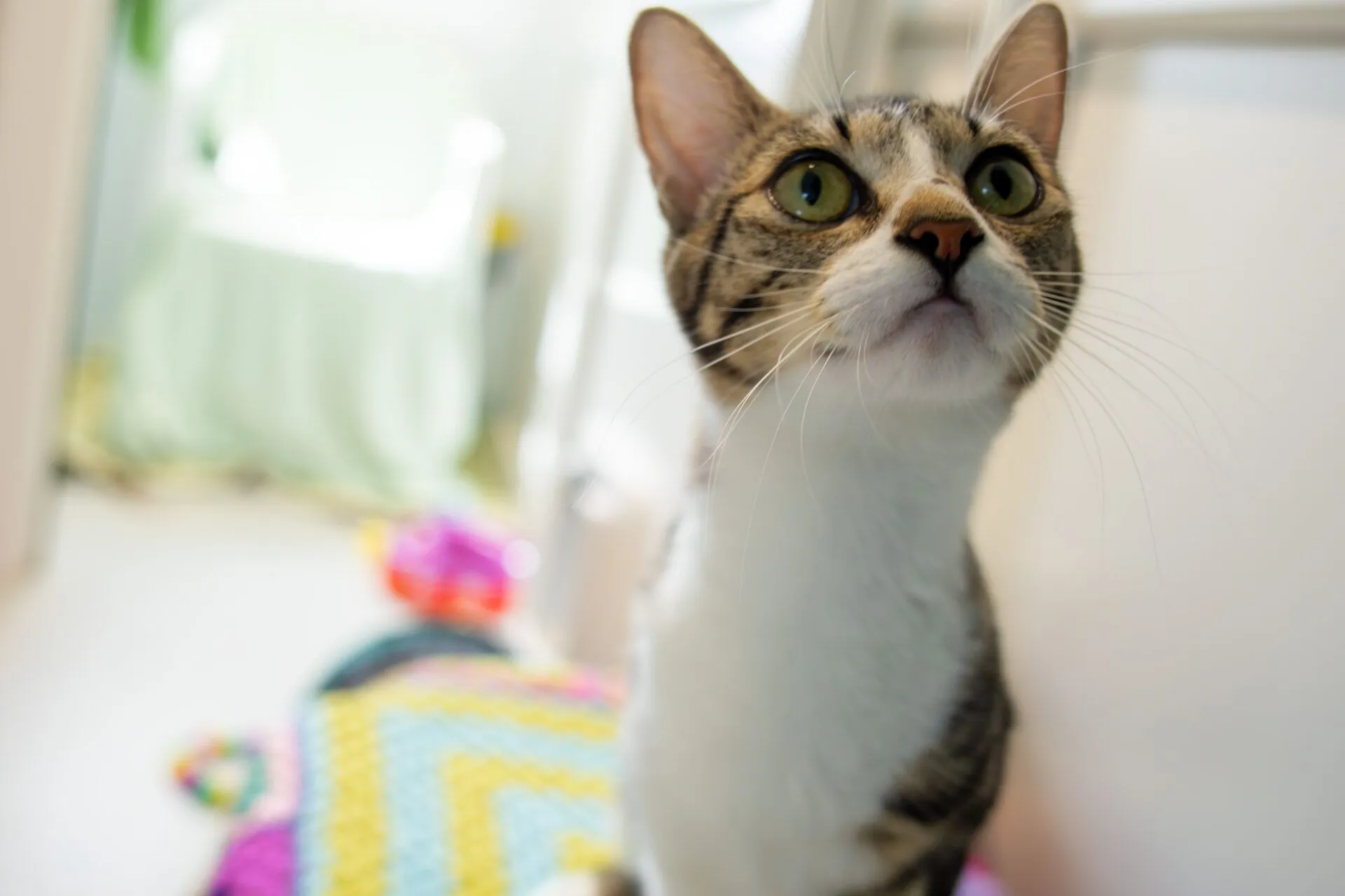 A close-up of a tabby cat with wide green eyes looking slightly upwards. The background is softly blurred, showing a colourful crocheted blanket and some indistinct household items.
