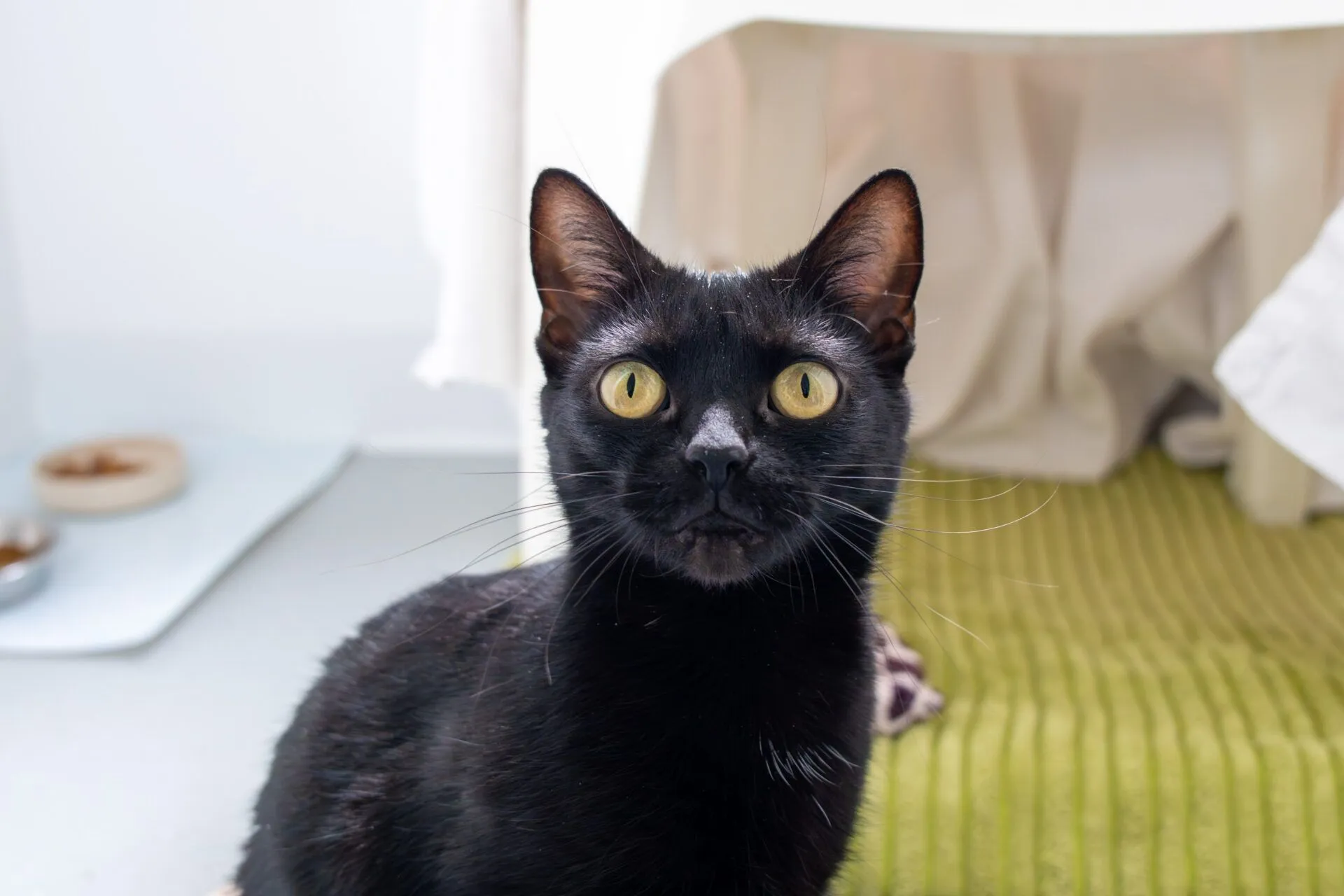 A black cat with yellow eyes sits indoors, staring at the camera. Behind the cat are a green textured mat, a white curtain, and a food bowl on the floor. The setting appears calm and cosy.