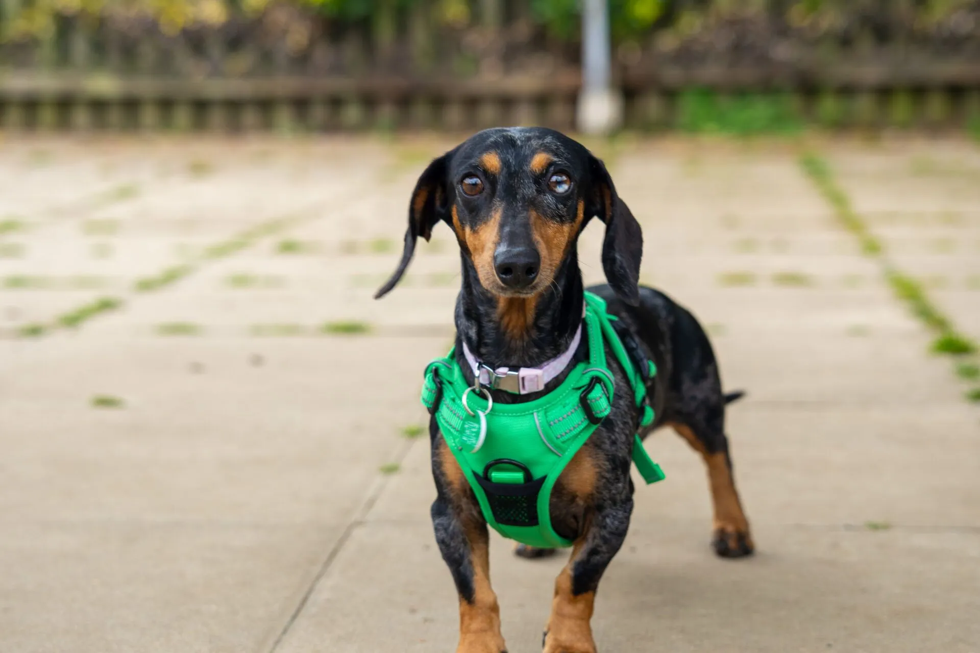 Lola, a black and tan Dachshund, wears a bright green harness as she stands on a paved surface outdoors, gazing towards the camera. The background is blurred with greenery and a wooden fence.