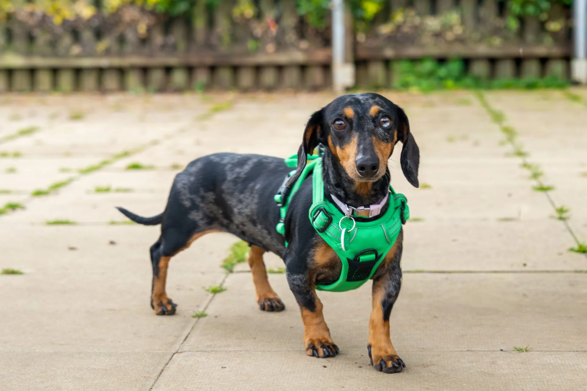 Lola, a black and tan Dachshund, stands on a paved patio in a bright green harness, looking at the camera. A wooden fence and lush greenery create a blurred backdrop.