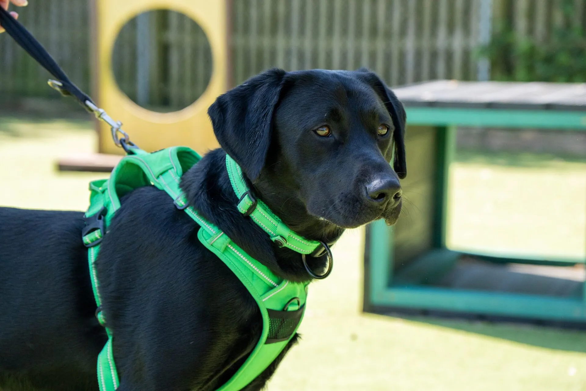 A black dog wearing a bright green harness stands on a lead in an outdoor area with agility equipment, including a yellow hoop and green ramp, in the background.