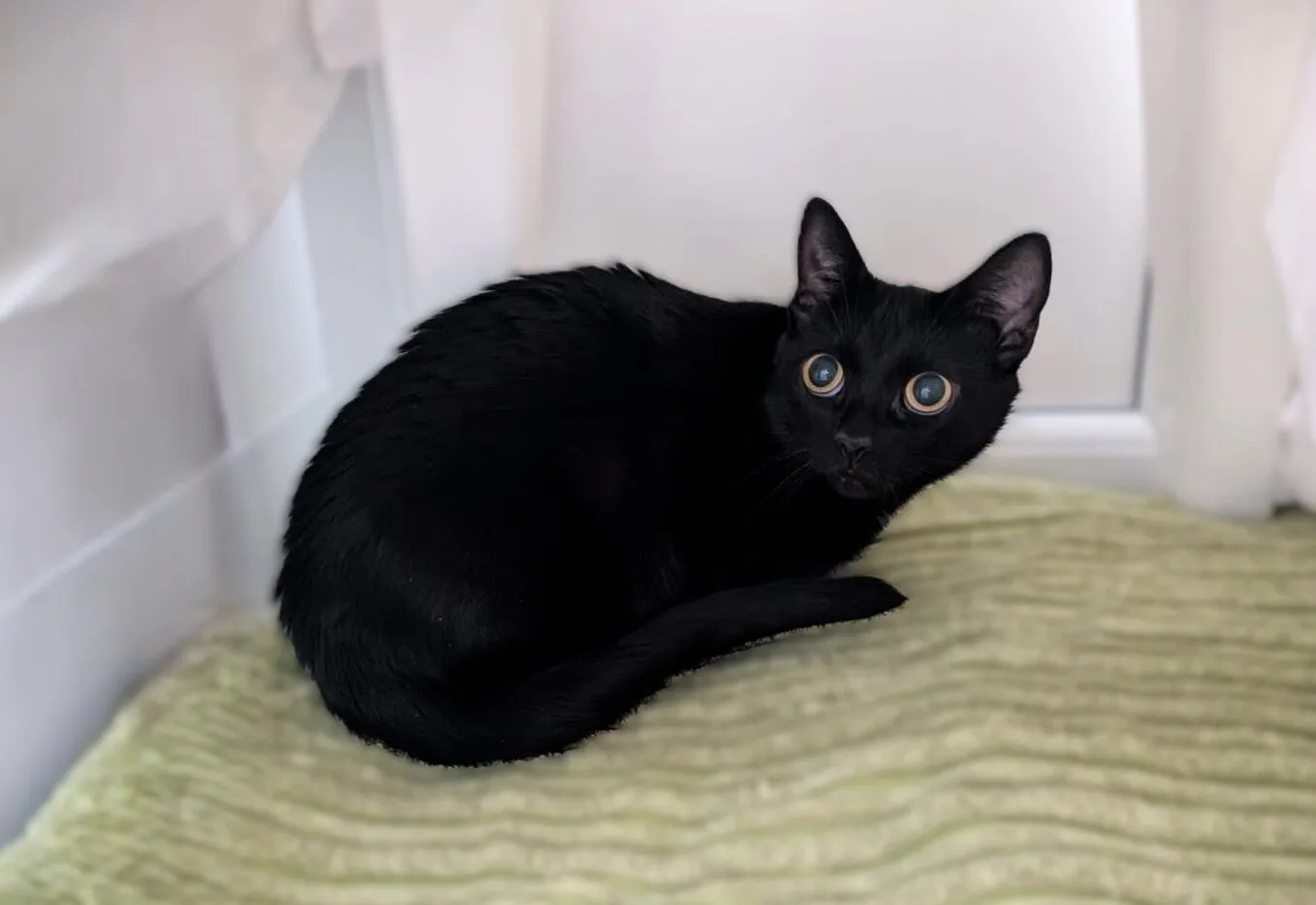 A small black cat with wide, alert eyes is curled up on a light green textured blanket, surrounded by white walls and curtains.