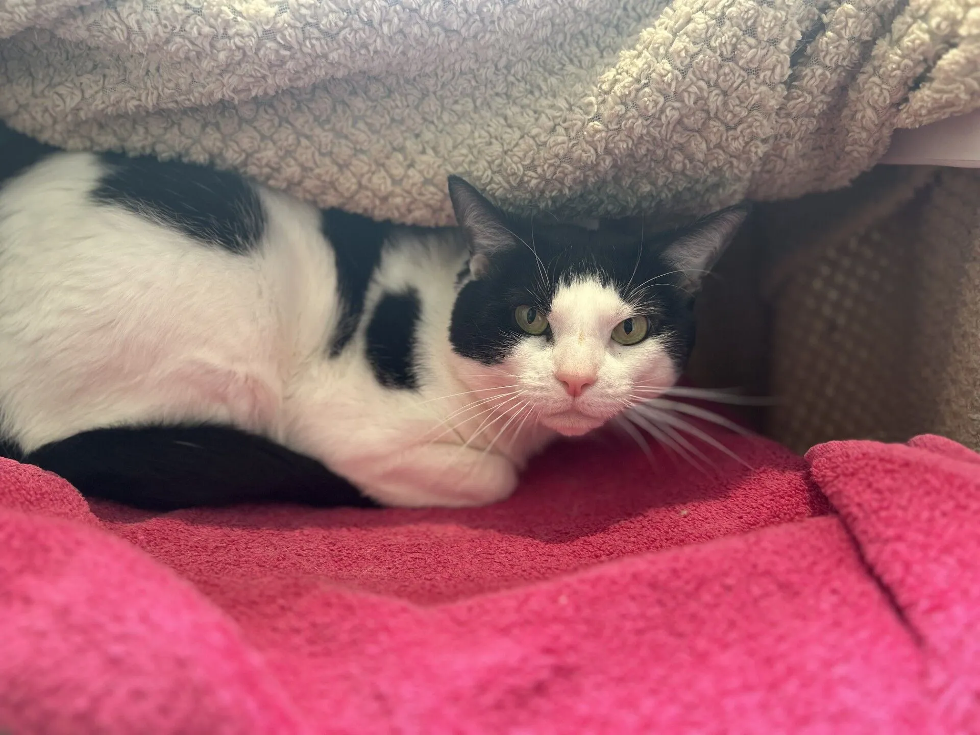 A black and white cat lies under a textured beige blanket, resting on a bright pink towel, with sunlight softly illuminating its face and surroundings.