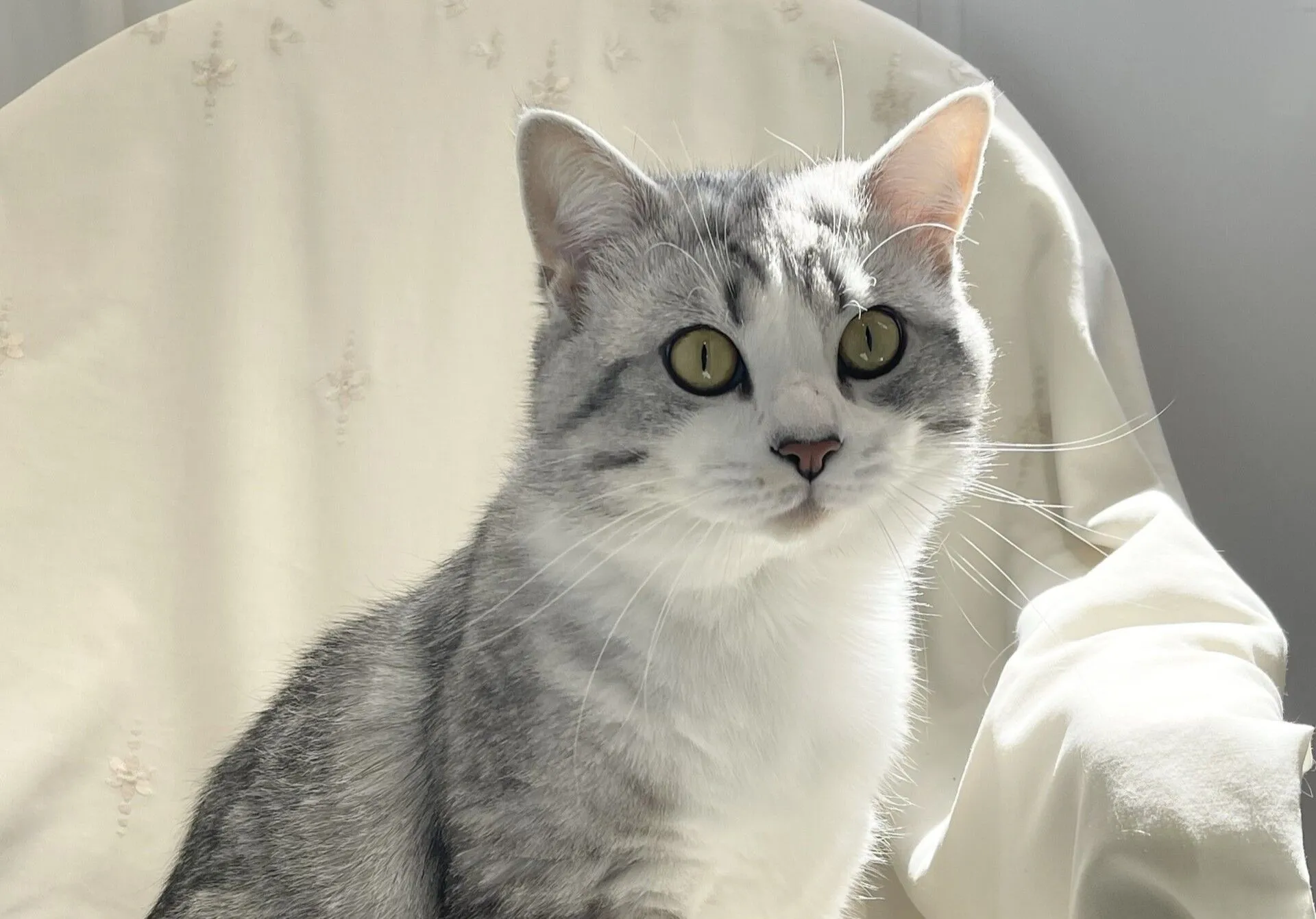 A grey and white tabby cat with greenish-yellow eyes sits on a light-coloured chair, illuminated by sunlight coming from the right side.